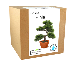 Sada na pestovanie bonsai borovica borovica orech